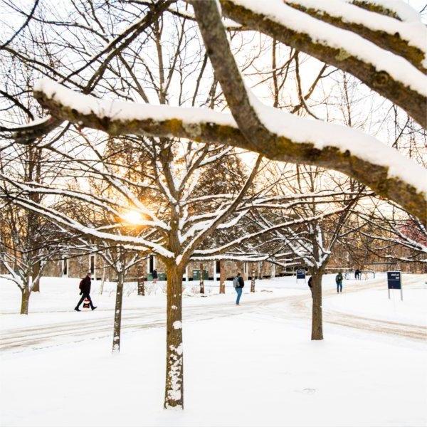 A warm early morning sun peaks through the snow covered tree branches of many trees.