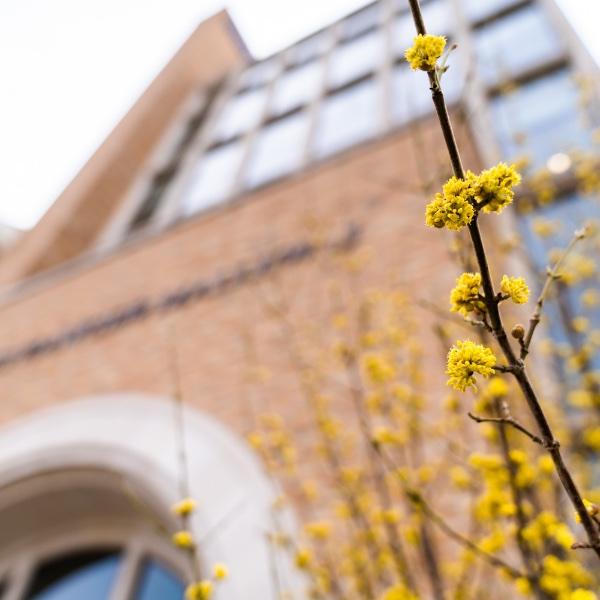 Spring flowers shown outside of the Seidman building at GVSU's Pew Campus