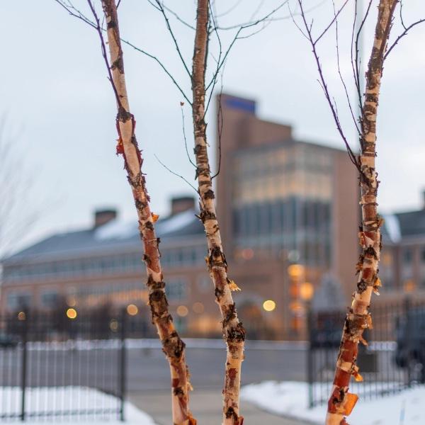 Winter scene of tree branches in foreground with blurred image of Seidman Center in background at GVSU.