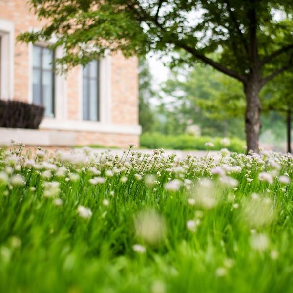 Flowers bloom on the lawn at L. William Seidman Center in Grand Rapids.